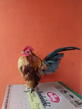 Ayam serama original