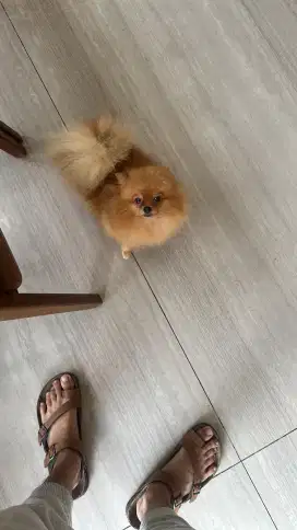 Pomeranian / Minipom
