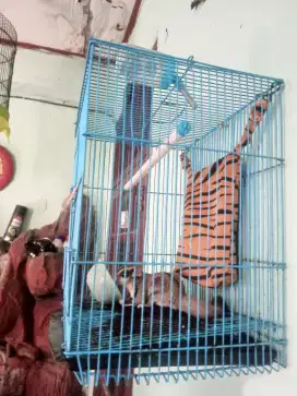Sugar glider fullset