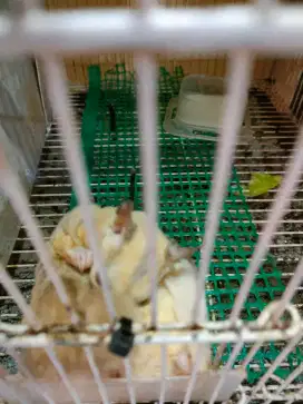 Sugar glider Plat Dewasa