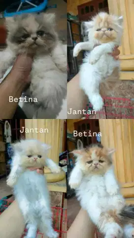 peaknose kitten