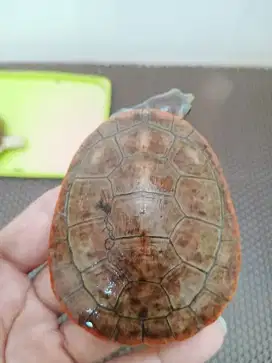 Kura dada merah 7,5 cm