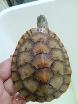 Kura dada putih 8cm