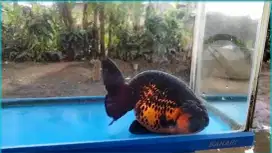 Ranchu buffalo lt