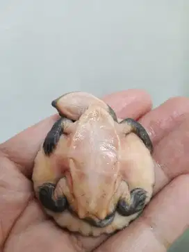 Kura dada pink 5cm