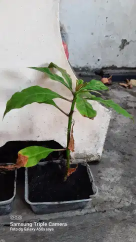 tanaman daun 7 bintang