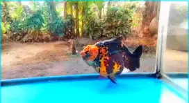 Buffalo tiger shark