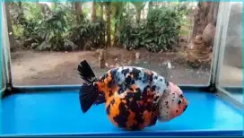 Ranchu buffalo tiger