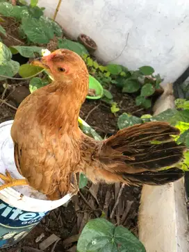 Jual ayam kate betina
