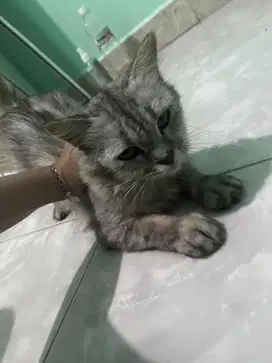 Kucing + anaknya