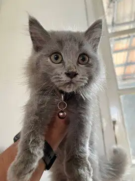 LEPAS ADOP KITTEN  BRITISH LONGHAIR
