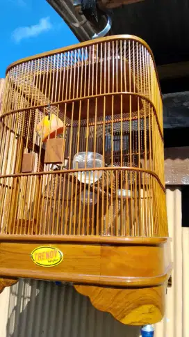 Burung Wembi /Hwamei Jantan