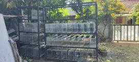 Aquarium 2 set dan rak