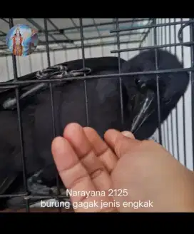 Burung Gagak, Gaok dan Engkak