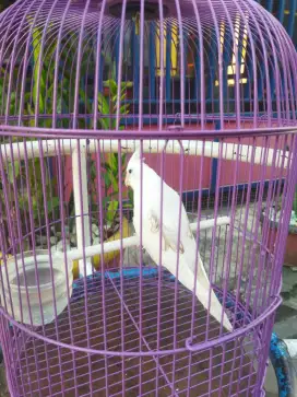 Burung Falk Australia white face betina