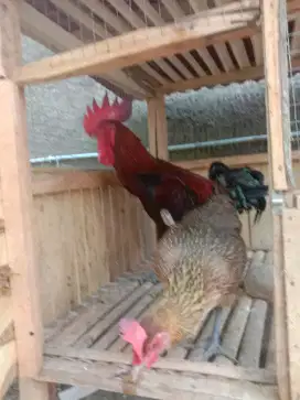 Ayam Pelung Sepasang