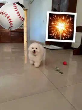 Anjing Ras asli berstambum