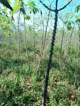 Pohon Singkong 10 Bulan