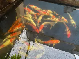 IKAN KOI UKURAN JUMBO DAN SEDANG
