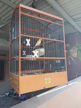 Dijual murai batu pernah prestasi