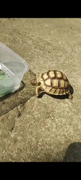 sulcata kura darat 7cm