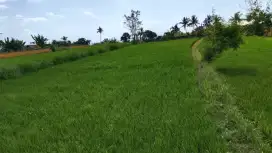 Tanah sawah cocok perumahan kavling kota singaraja panji bangah
