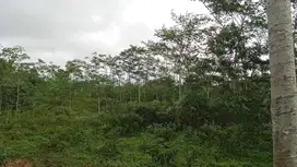 Dijual Tanah/Lahan Luas 2.5Ha Babakan Jaha, Malingping, Lebak