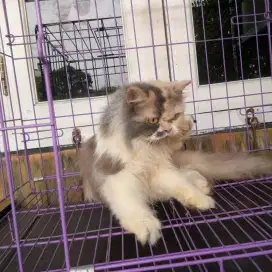 Persia Longhair Betina