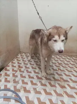 Husky red betina