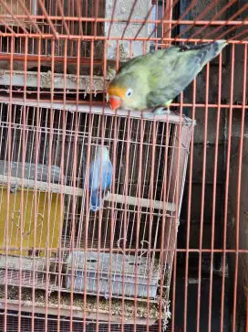 Lovebird dijual