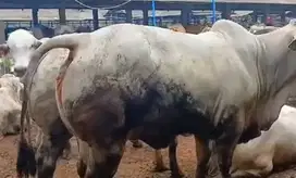 sapi potong jantan 400kiloanUP siap potong sedekahan syukuran nazar ok