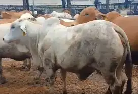 sapi potong jantan 400kiloanUP siap potong sedekahan syukuran nazar ok