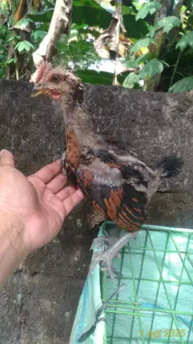 Anakan Pelung Jantan