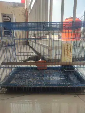 Burung perkutut Full sett