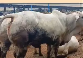 sapi potong jantan 400kiloanUp siap nazar hajatan sedekahan syukuran
