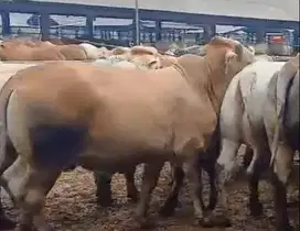 sapi jantan 400kiloan siap potong nazar hajatan sedekahan syukuran top