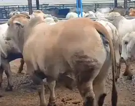 sapi potong jantan 400kiloanUP siap nazar potongan sedekah syukuran ok