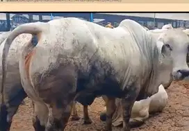 sapi potong jantan 400kiloanUP siap nazar potongan sedekah syukuran ok