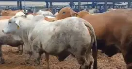 sapi potong jantan 400kiloanUP siap nazar sedekahan syukuran jamin top