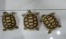 Kura-kura Sulcata