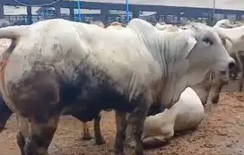 sapi potong jantan 400kiloanUP siap nazar sedekahan syukuran hajatan