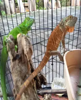 Baby iguana sehat makan rakus