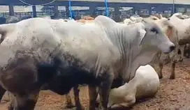 sapi jantan 400kiloanUP siap potong sedekahan nazar hajatan syukuran