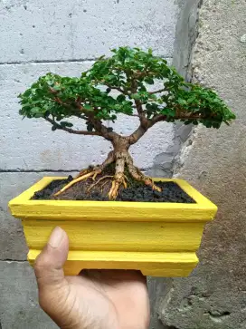 Bonsai Sancang Gaya The Max