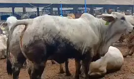 sapi potong jantan 400kiloanUP siap hajatan nazar sedekahan syukuran
