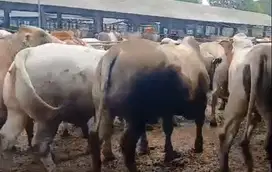 sapi potong jantan 400kiloanUP siap hajatan nazar sedekahan syukuran