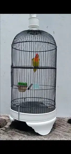 LOVE BIRD KEPALA EMAS JANTAN NGEKEK & CEREWET SANGKAR UNTUK BONUS