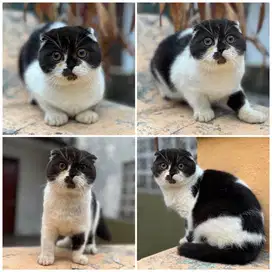Kucing scottish fold triple
