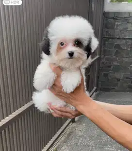 Poodle putih silver betina