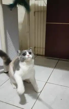 Kitten Scottish Fold / Munchkin NS / SF / BSH